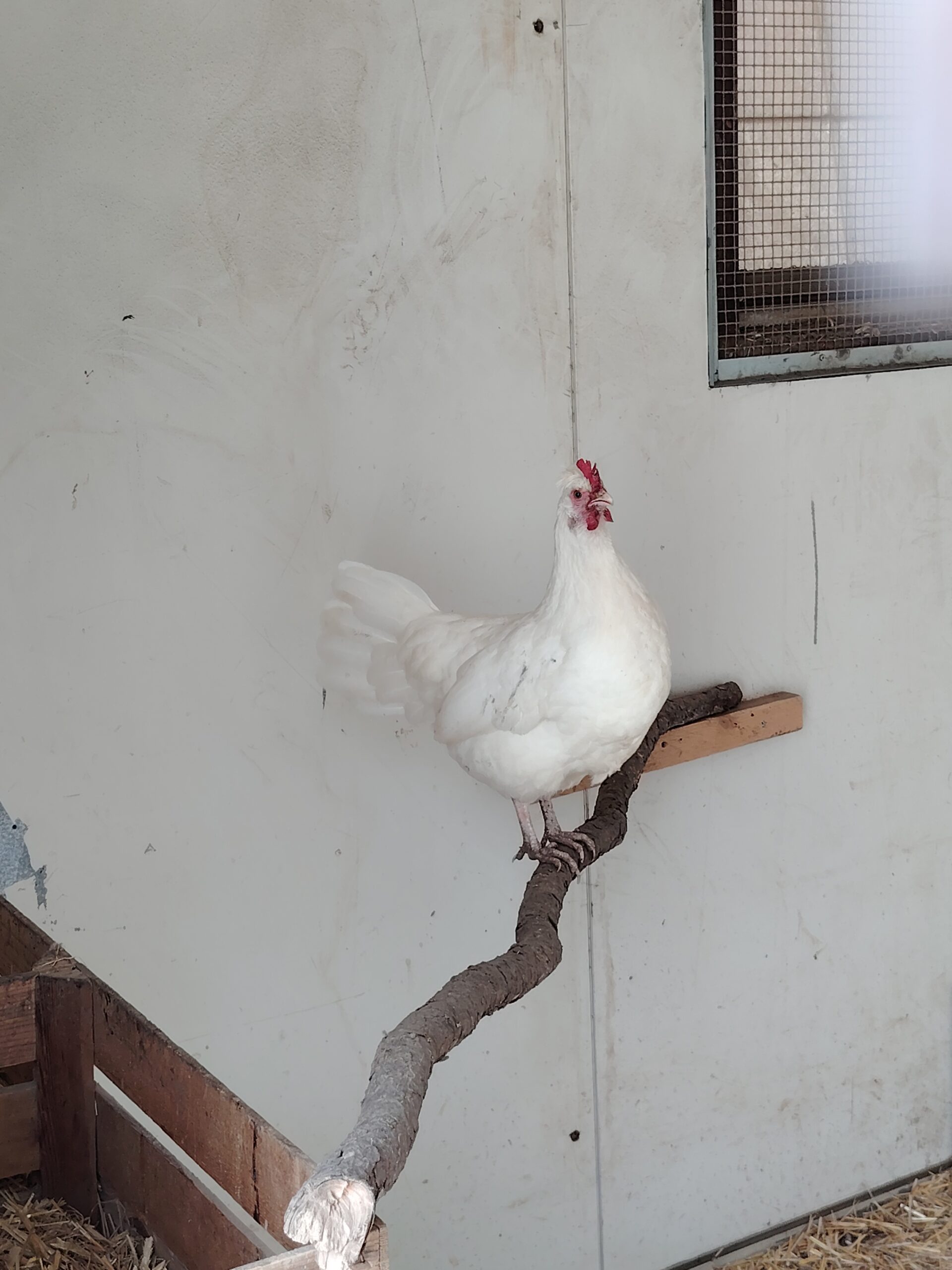 Weiße Altsteirerhühner Wiartshof Langtaufers Ferienwohnungen