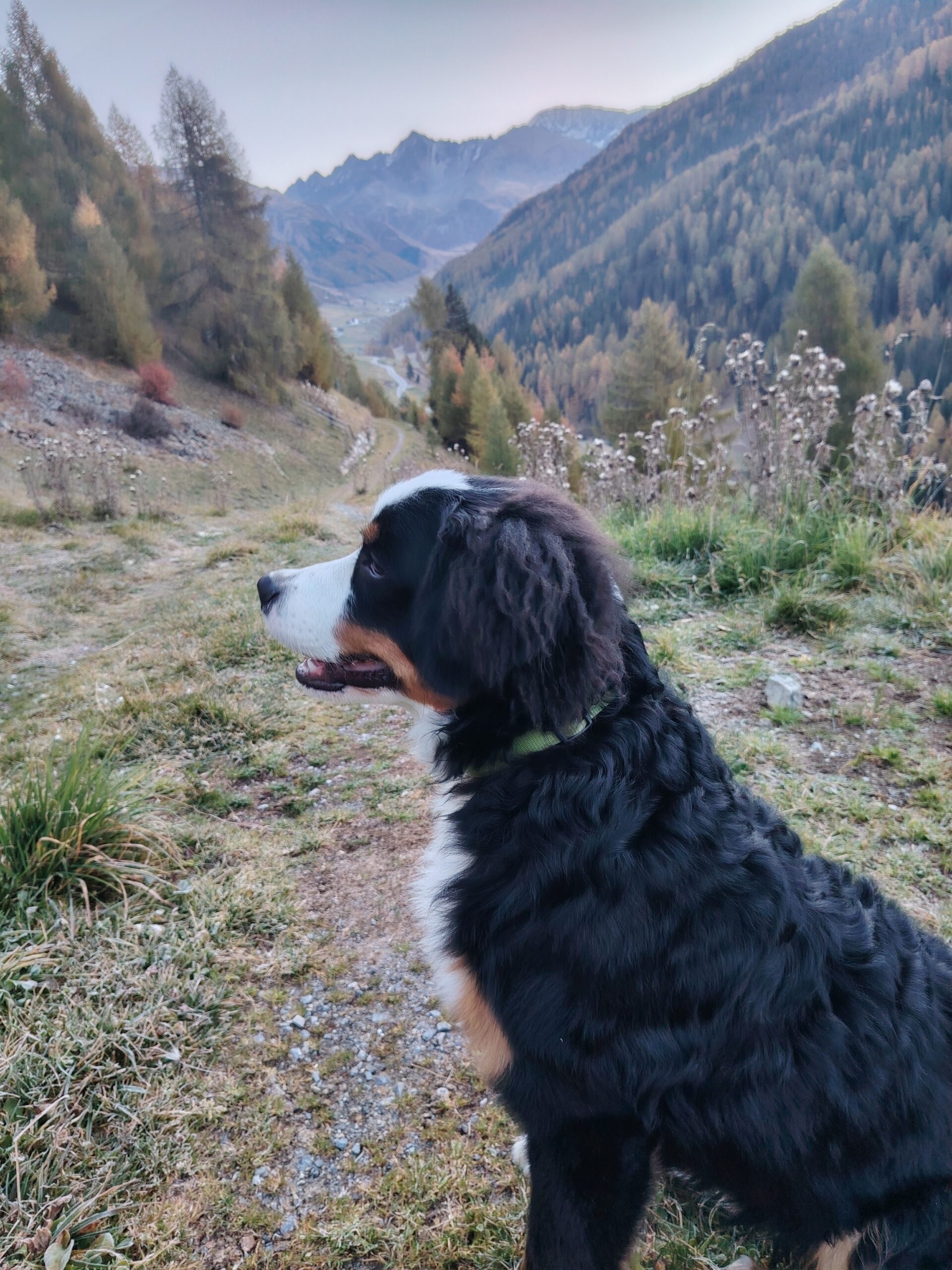 Wiartshof Urlaub auf dem Bauernhof Langtaufers Ferienwohnungen Hofhund Balu Bernersennenhund