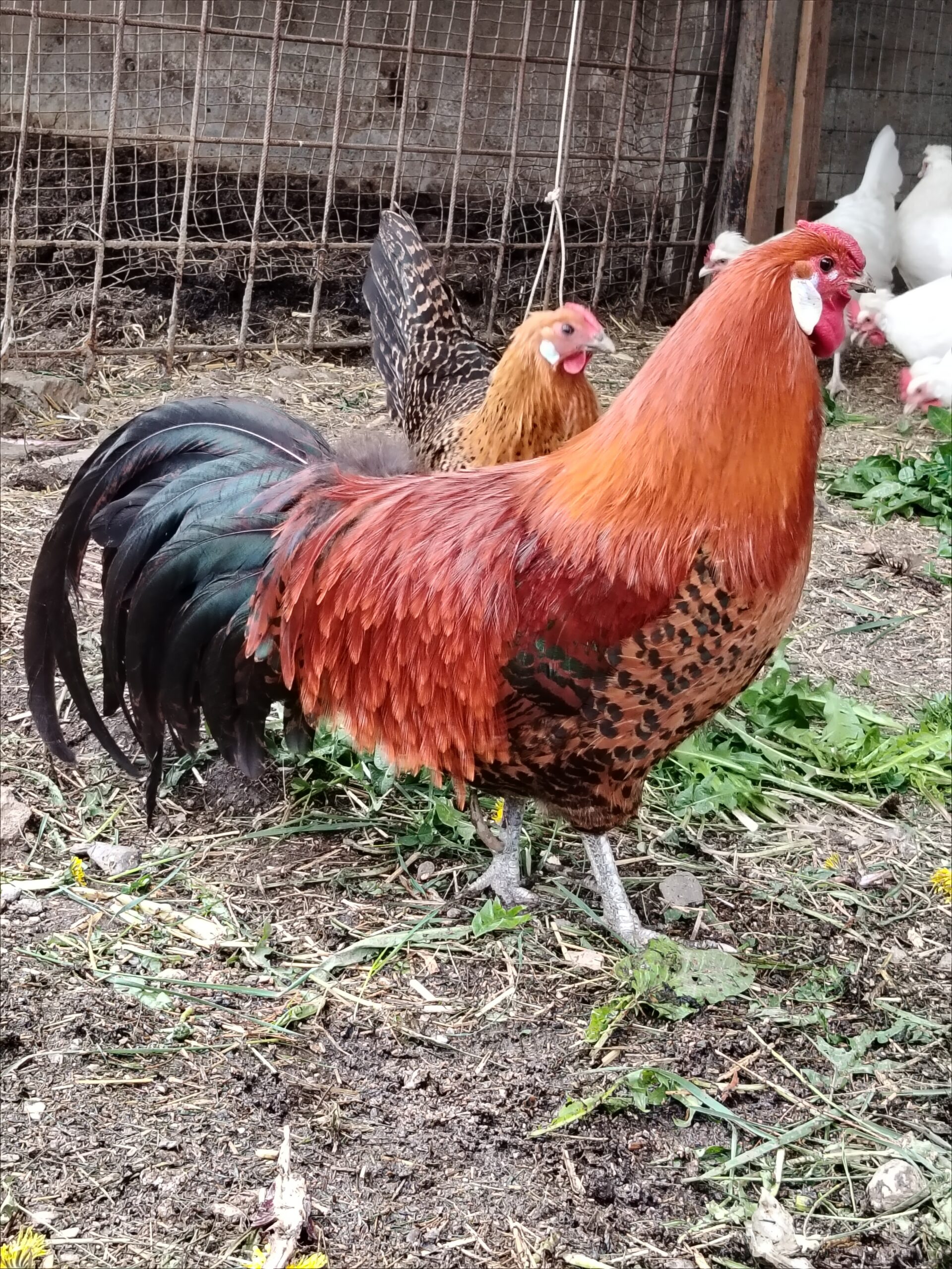Wiartshof Urlaub auf dem Bauernof Langtaufers Ferienwohnung Westfälische Totleger Hahn Willi